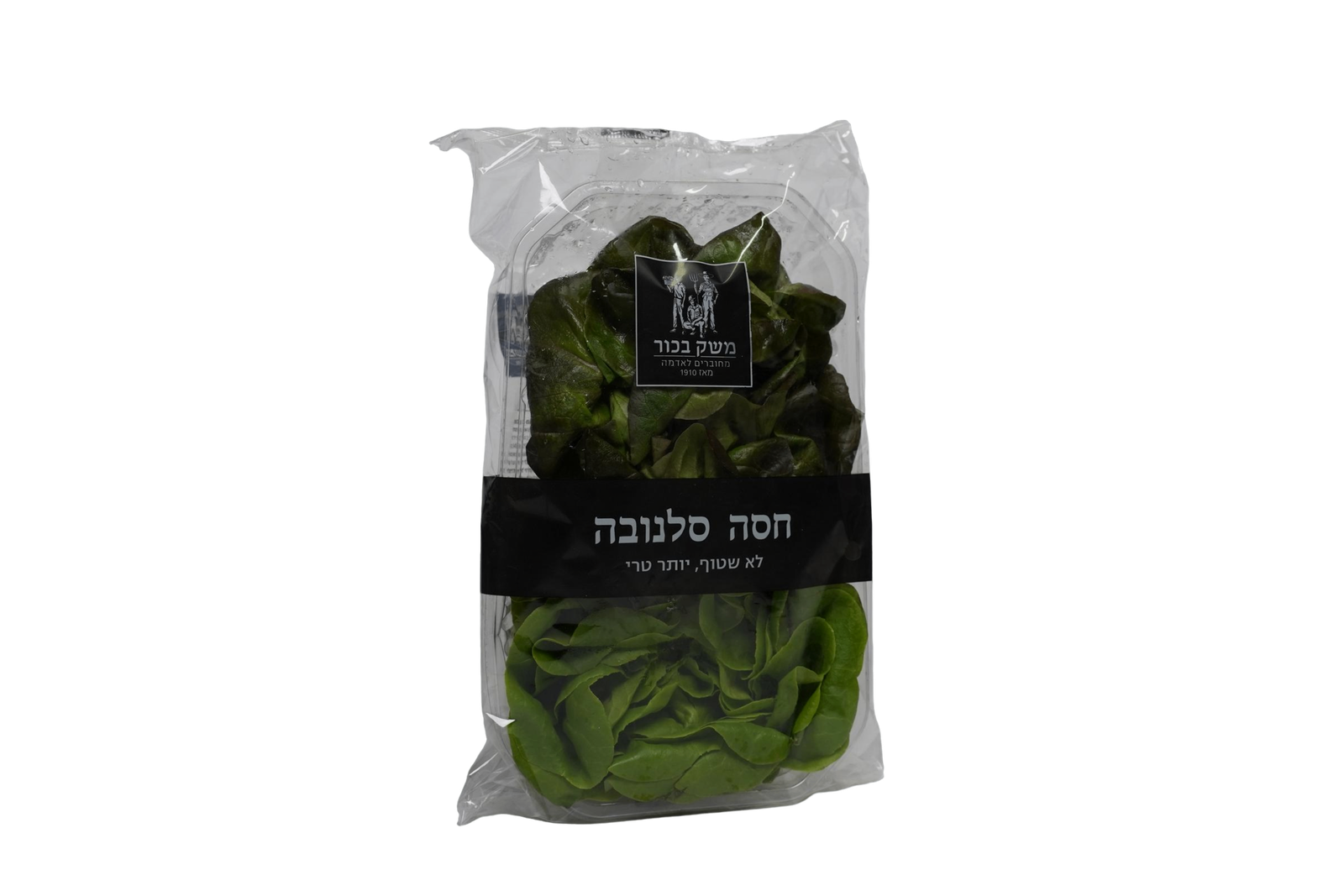 חסה סלנובה